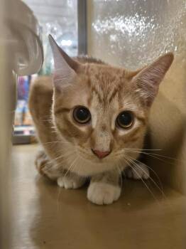 Rescue Domestic Short Hair Cats for Adoption in Mckinney, Texas - Broccoli | PetCurious