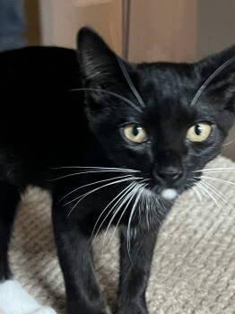 Rescue Domestic Short Hair Cats for Adoption in Rowlett, Texas - Claws | PetCurious