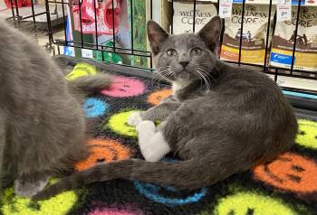 Rescue Domestic Short Hair Cats for Adoption in Spring, Texas - Socks - North Conroe Petsmart | PetCurious