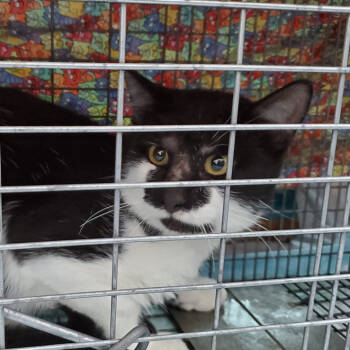 Rescue Domestic Short Hair Cats for Adoption in Kansas City, Missouri - Flower | PetCurious