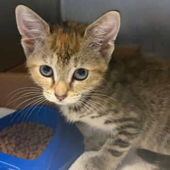 Domestic Short Hair Cats Available for Adoption in Nashville, Tennessee - Dot | PetCurious