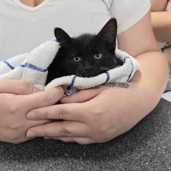 Beetle -  Domestic Short Hair Cat for Adoption in Newark, New Jersey - Beetle | PetCurious