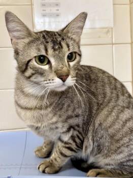 Seguin -  Domestic Short Hair Cat for Adoption in San Antonio, Texas - Seguin | PetCurious