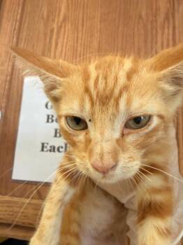 Pokey -  Domestic Short Hair Cat for Adoption in Corpus Christi, Texas - Pokey | PetCurious