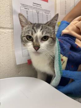 Bamboozle -  Domestic Short Hair Cat for Adoption in Santa Rosa, California - Bamboozle | PetCurious