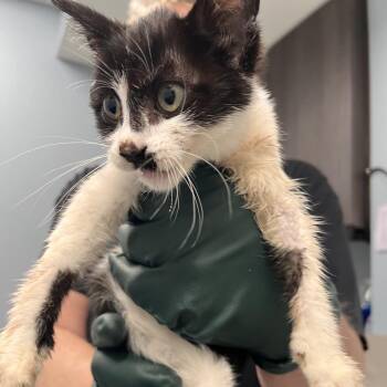 Pong -  Domestic Short Hair Cat for Adoption in Oak Park, Illinois - Pong | PetCurious