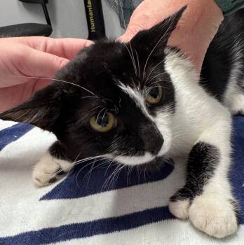 Trixie -  Domestic Short Hair Cat for Adoption in Bloomington, Indiana - Trixie | PetCurious