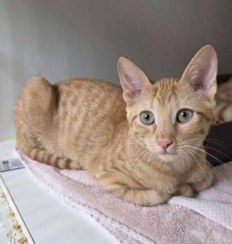 Crunch -  Domestic Short Hair Cat for Adoption in Clinton, Missouri - Crunch | PetCurious