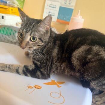Rocket -  Domestic Short Hair Cat for Adoption in Corinth, Mississippi - Rocket | PetCurious