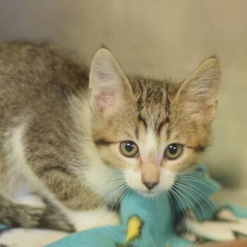 Pepe Silvia -  Domestic Short Hair Cat for Adoption in Belleville, Illinois - Pepe Silvia | PetCurious