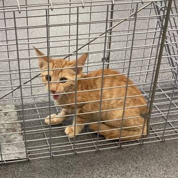 Tolliver baby -  Domestic Short Hair Cat for Adoption in Montgomery, Alabama - Tolliver Baby | PetCurious