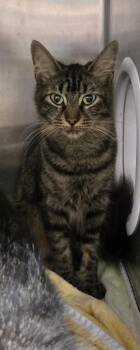 Calli -  Domestic Medium Hair and Domestic Short Hair Cat for Adoption in Gainesville, Florida - Calli | PetCurious