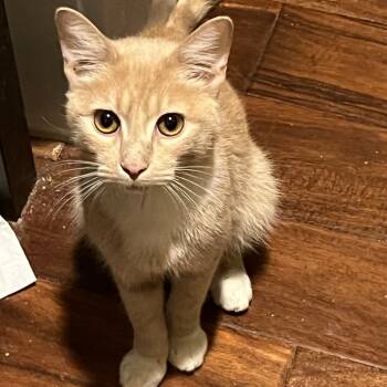 Rescue Domestic Short Hair Cats for Adoption in Fayetteville, Arkansas - Moose | PetCurious