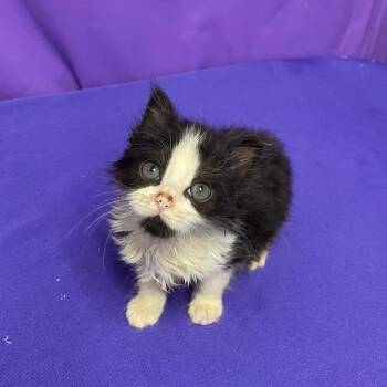 Domestic Short Hair Cats Available for Adoption in North Myrtle Beach, South Carolina - Loofah | PetCurious