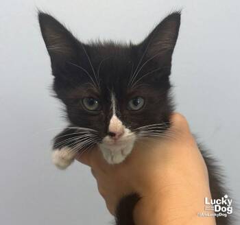 Dawson -  Domestic Short Hair Cat for Adoption in Washington, District Of Columbia - Dawson | PetCurious