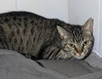 Elizabeth -  Domestic Short Hair Cat for Adoption in Des Moines, Iowa - Elizabeth | PetCurious