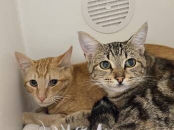 Cosmo and Nebula -  Domestic Short Hair Cat for Adoption in Bellingham, Washington - Cosmo And Nebula | PetCurious