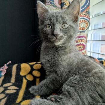 Marvin -  Domestic Short Hair Cat for Adoption in Alexandria, Virginia - Marvin | PetCurious
