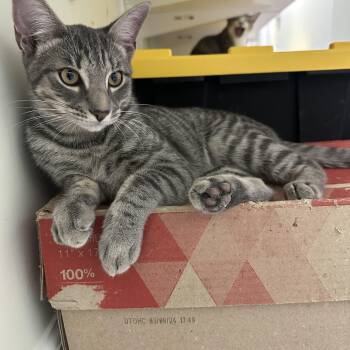 Kristoff -  Domestic Short Hair Cat for Adoption in Pleasantville, New Jersey - Kristoff | PetCurious