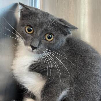 Angel -  Domestic Short Hair Cat for Adoption in Matteson, Illinois - Angel | PetCurious