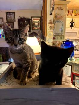 Jack -  Domestic Short Hair Cat for Adoption in Milton, Georgia - Jack | PetCurious