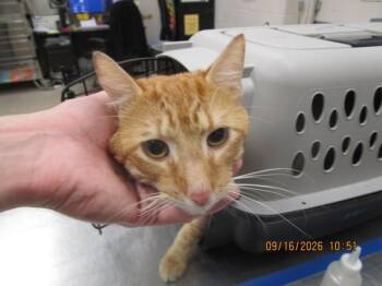 Butterscotch(664) -  Domestic Short Hair Cat for Adoption in Marietta, Georgia - Butterscotch(664) | PetCurious