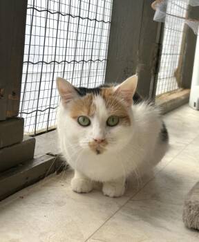 Calico Cats Available for Adoption - Neige (*Please Read Bio*) | PetCurious