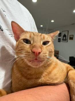 Cheeto -  Domestic Short Hair Cat for Adoption in Sunnyvale, California - Cheeto | PetCurious