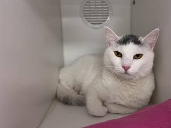 KATARA -  Domestic Short Hair Cat for Adoption in Kent, Washington - KATARA | PetCurious
