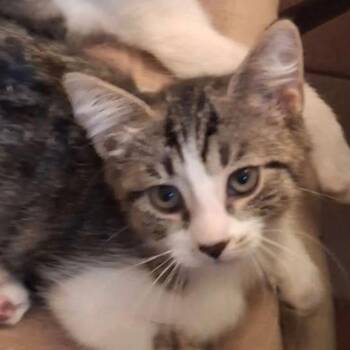 Fluffy -  Domestic Short Hair Cat for Adoption in Oceanside, New York - Fluffy | PetCurious