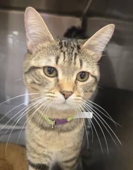 Leo 26-055 -  Domestic Short Hair Cat for Adoption in Ocean Pines, Maryland - Leo 26-055 | PetCurious
