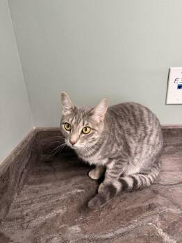 Falcon -  Domestic Short Hair Cat for Adoption in Plymouth, Michigan - Falcon | PetCurious