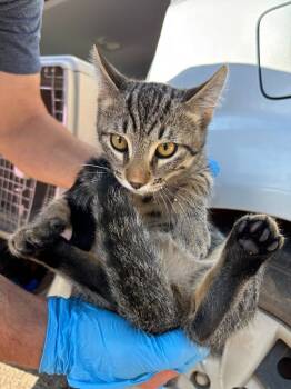 Rescue Domestic Short Hair Cats for Adoption in Gillette, Wyoming - Hiroki | PetCurious