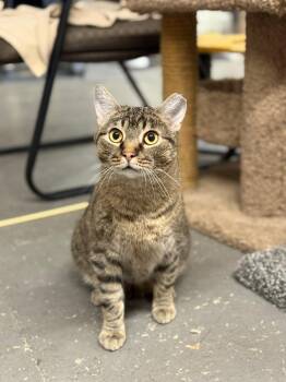 Domestic Short Hair Cats Available for Adoption in Hartville, Ohio - Turbo | PetCurious