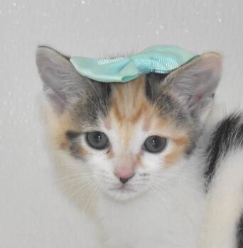 Porcupine -  Domestic Short Hair Cat for Adoption in Springfield, Ohio - Porcupine | PetCurious
