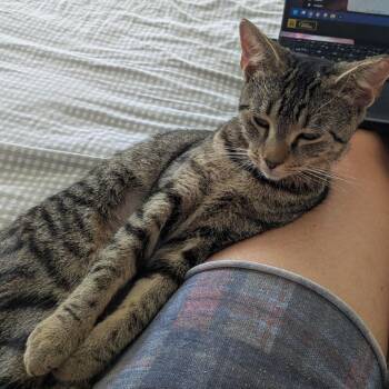 Bagel -  Domestic Short Hair Cat for Adoption in Reisterstown, Maryland - Bagel | PetCurious