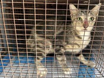 A660427 -  Domestic Short Hair Cat for Adoption in Houston, Texas - A660427 | PetCurious
