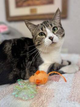 Cara -  Domestic Short Hair Cat for Adoption in Visalia, California - Cara | PetCurious