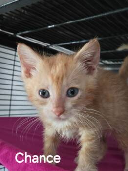 Chance -  Domestic Short Hair Cat for Adoption in Tuttle, Oklahoma - Chance | PetCurious