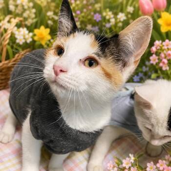 Calico Cats Available for Adoption in Belleville, Michigan - Domino | PetCurious