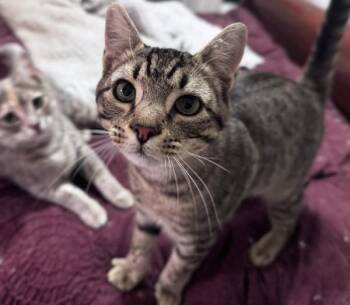 Domestic Short Hair Cats Available for Adoption in Greenville, South Carolina - Biscuit KB | PetCurious
