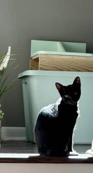 Rescue Domestic Short Hair Cats for Adoption in Lake Wylie, South Carolina - Sandwich | PetCurious