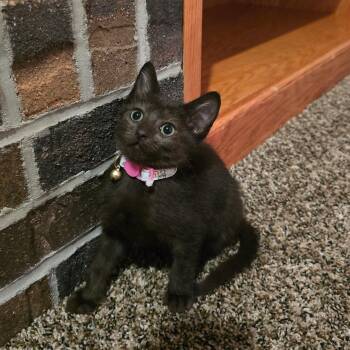 Rescue Domestic Short Hair Cats for Adoption in Omaha, Nebraska - Apricity | PetCurious