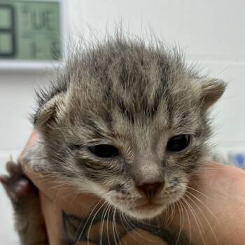 Domestic Short Hair Cats Available for Adoption - Chip | PetCurious