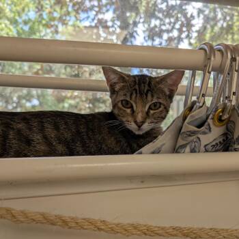 Stars -  Domestic Short Hair Cat for Adoption in St. Augustine, Florida - Stars | PetCurious