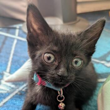 Starlight -  Domestic Medium Hair Cat for Adoption in Fairfax Station, Virginia - Starlight | PetCurious