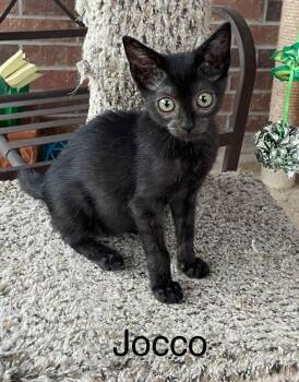 Jocco -  Domestic Short Hair Cat for Adoption in Magnolia, Texas - Jocco | PetCurious
