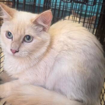 Frappe -  Domestic Long Hair Cat for Adoption in Lufkin, Texas - Frappe | PetCurious