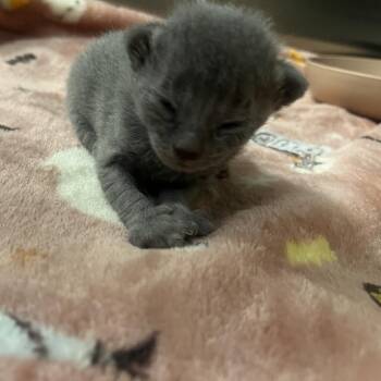 Domestic Short Hair Cats Available for Adoption in Oak Brook, Illinois - Rainey | PetCurious