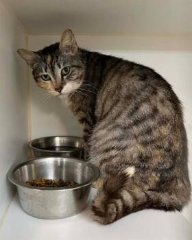 Domestic Short Hair Cats Available for Adoption in Jacksonville, Florida - DOVE | PetCurious
